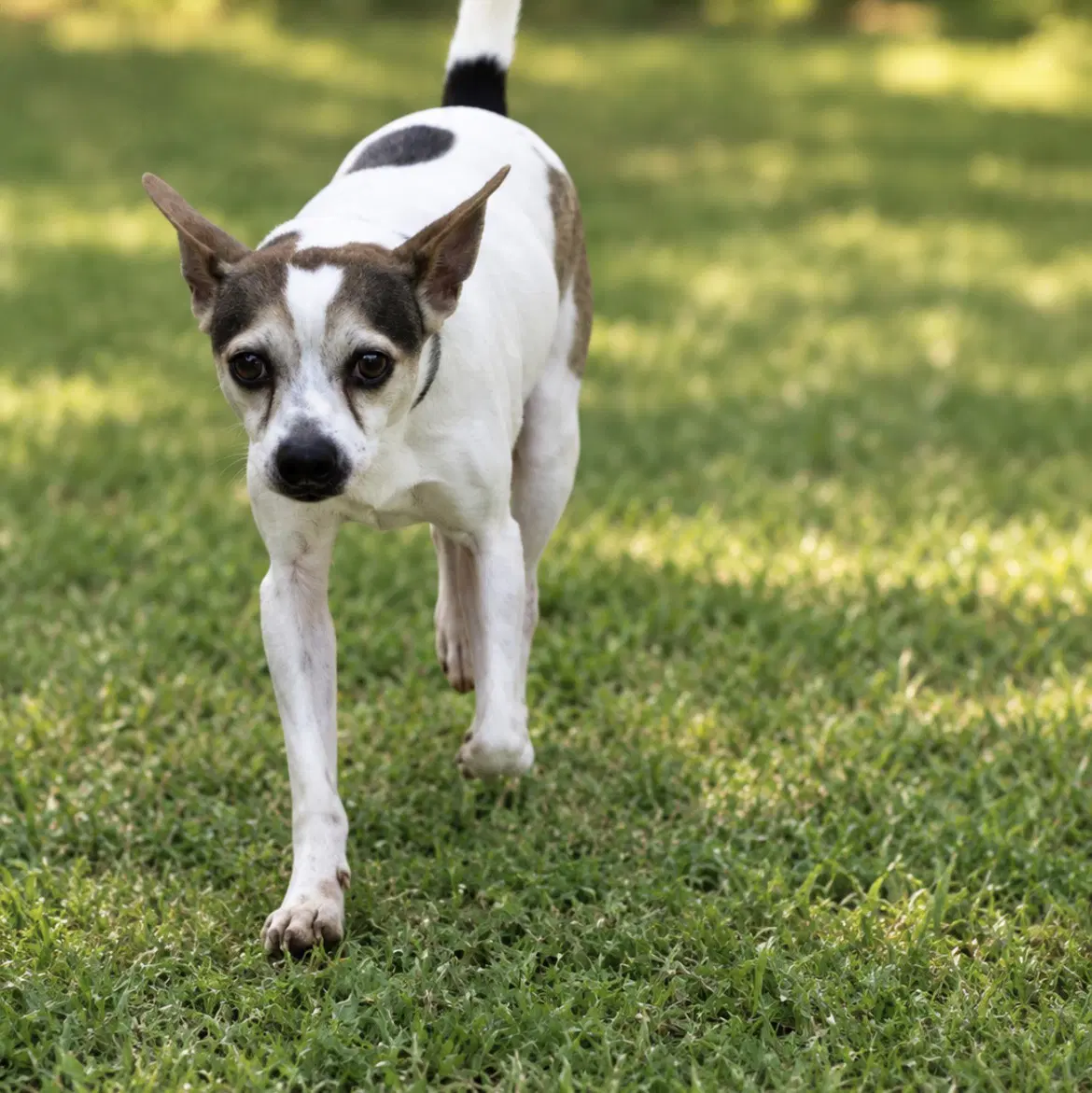 Buddy - Chihuahua