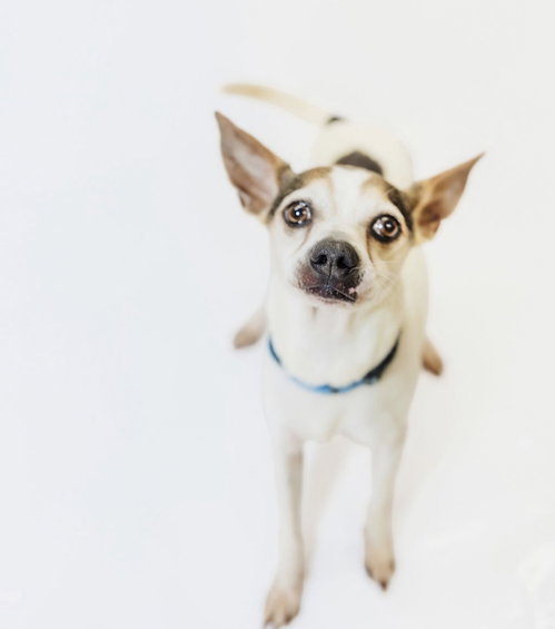 Buddy, a dog for adoption from Richardson Rescue