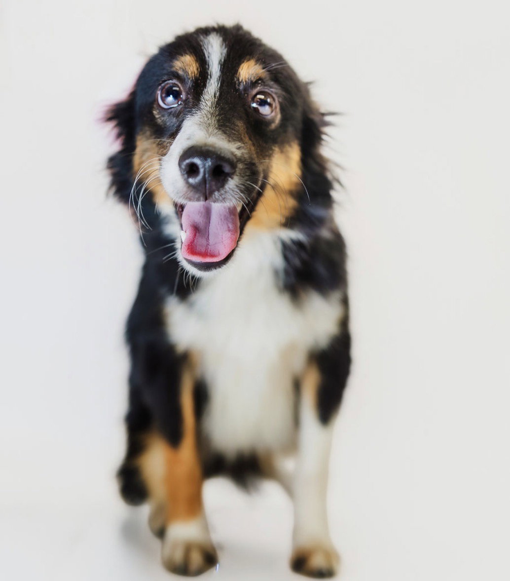 Gus, Australian Shepherd