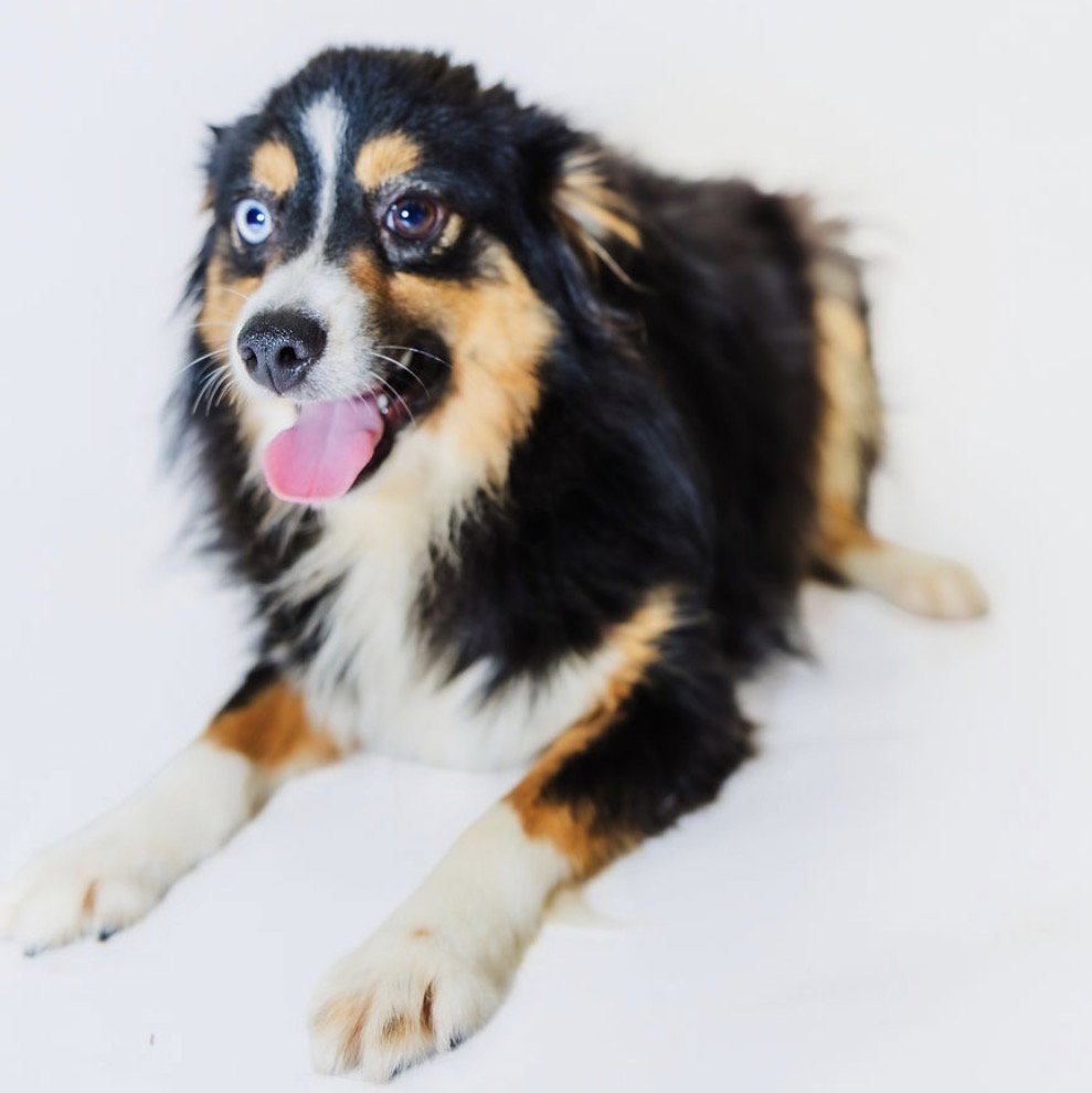 Coop, Australian Shepherd
