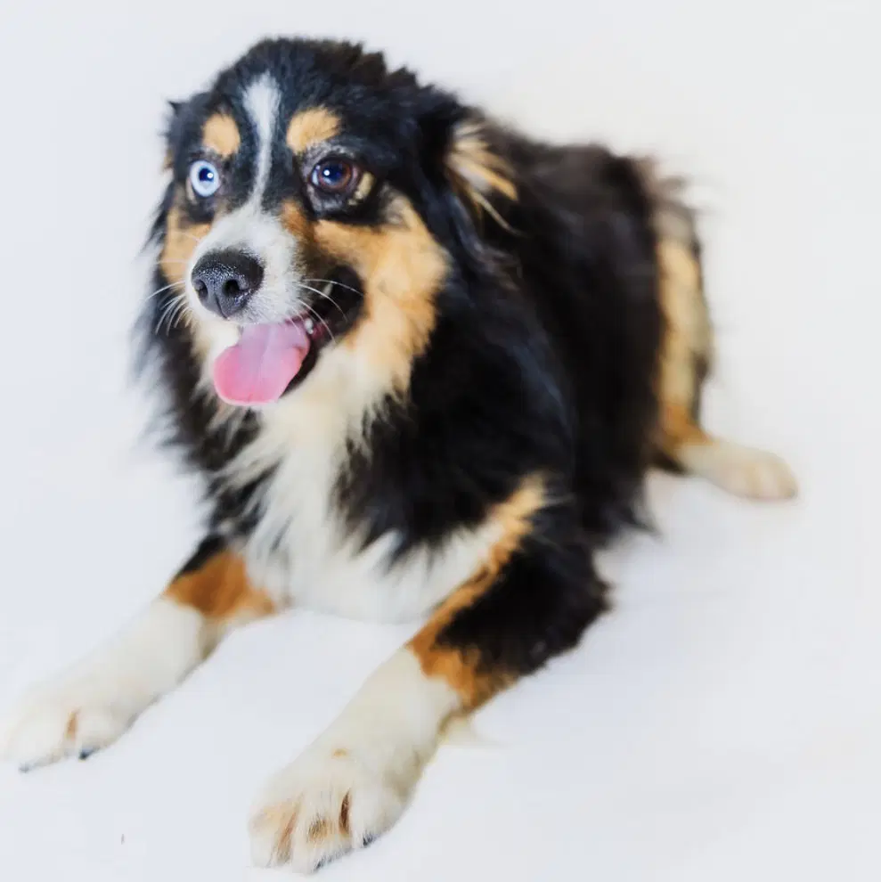 Coop - Australian Shepherd