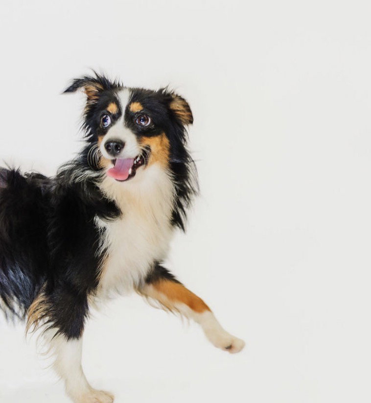Dallas, Australian Shepherd