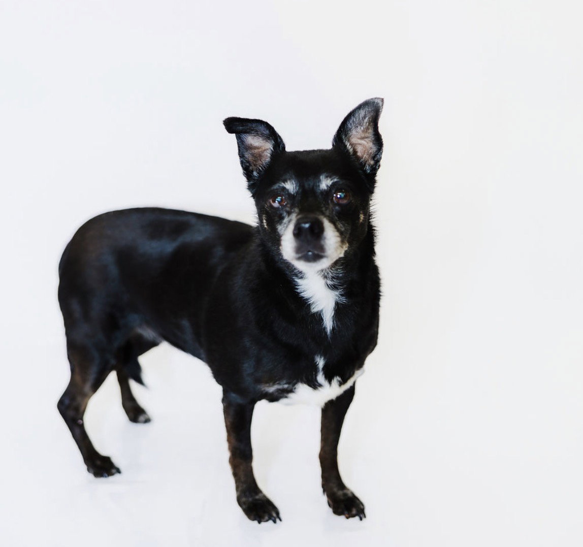Allie and Tara, Chihuahua