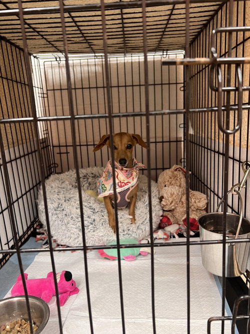 Millie, a dog for adoption from Richardson Rescue