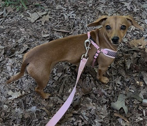 Photo 2 of Millie