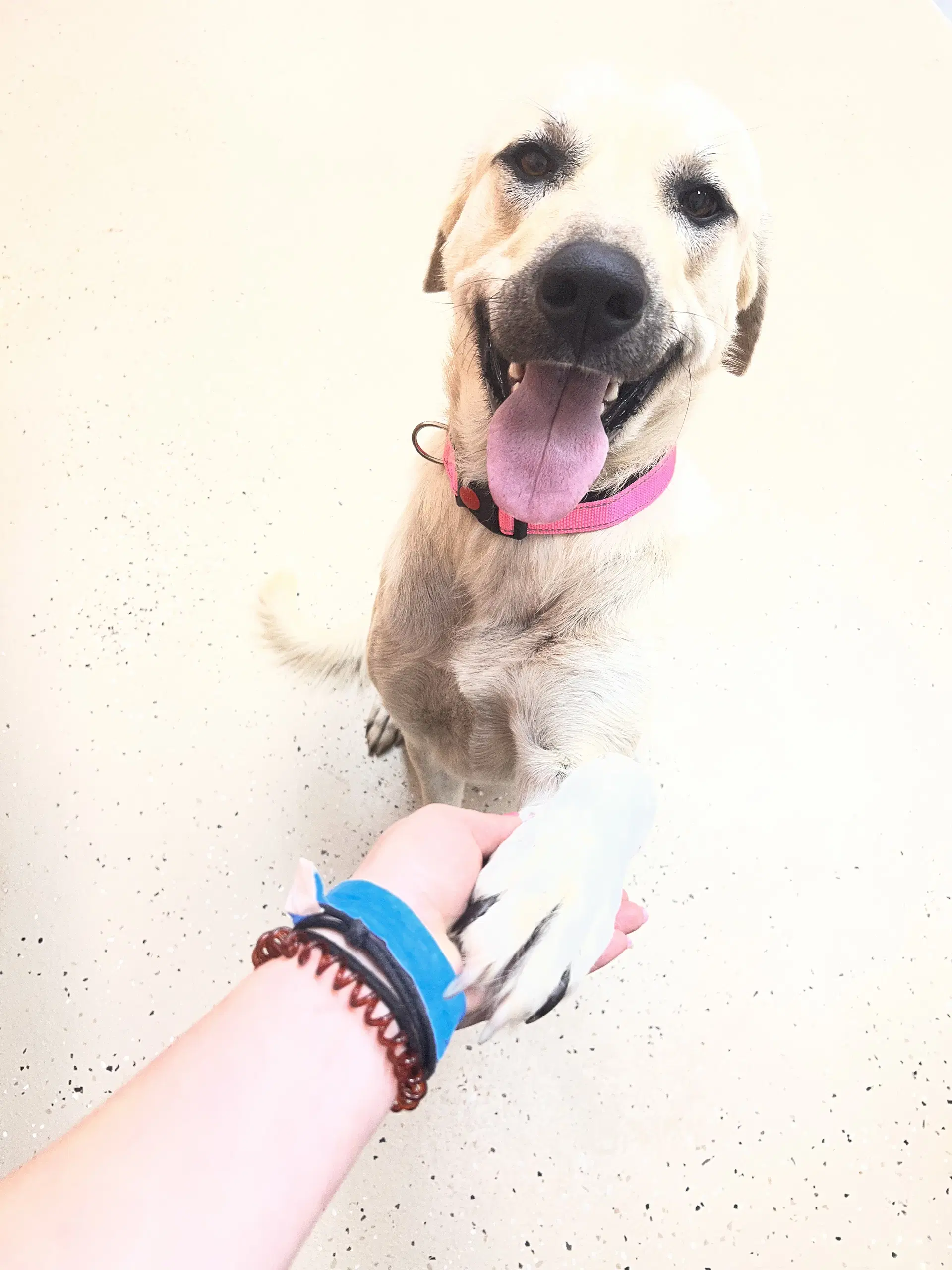 Banana - Anatolian Shepherd