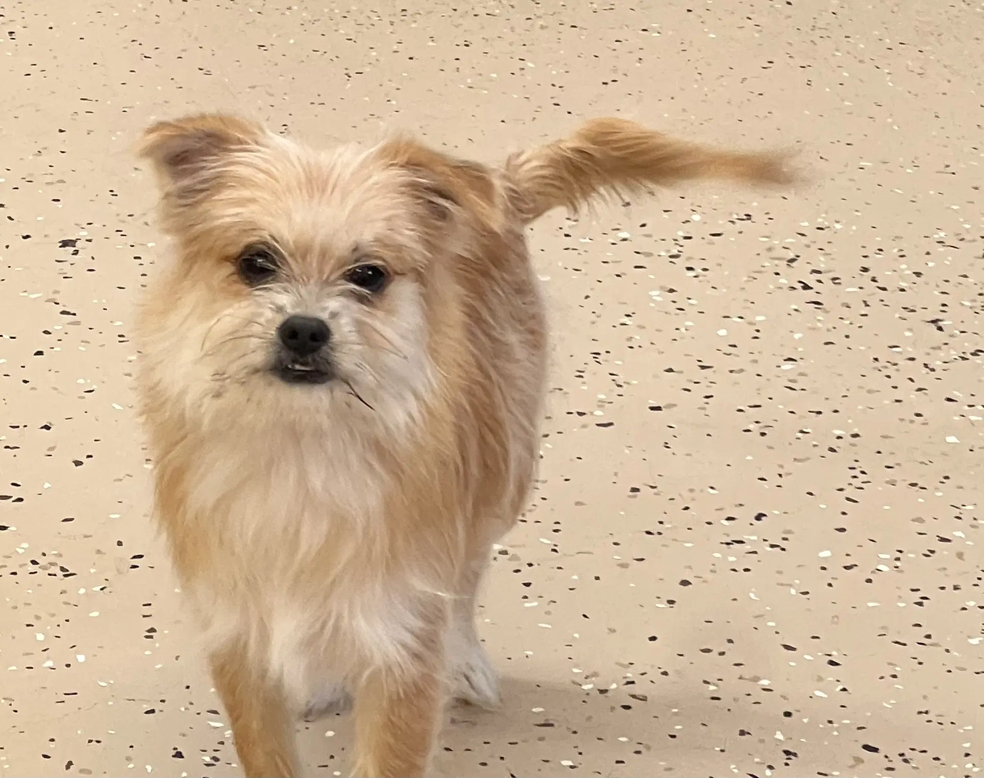 Ollie - Shih Tzu