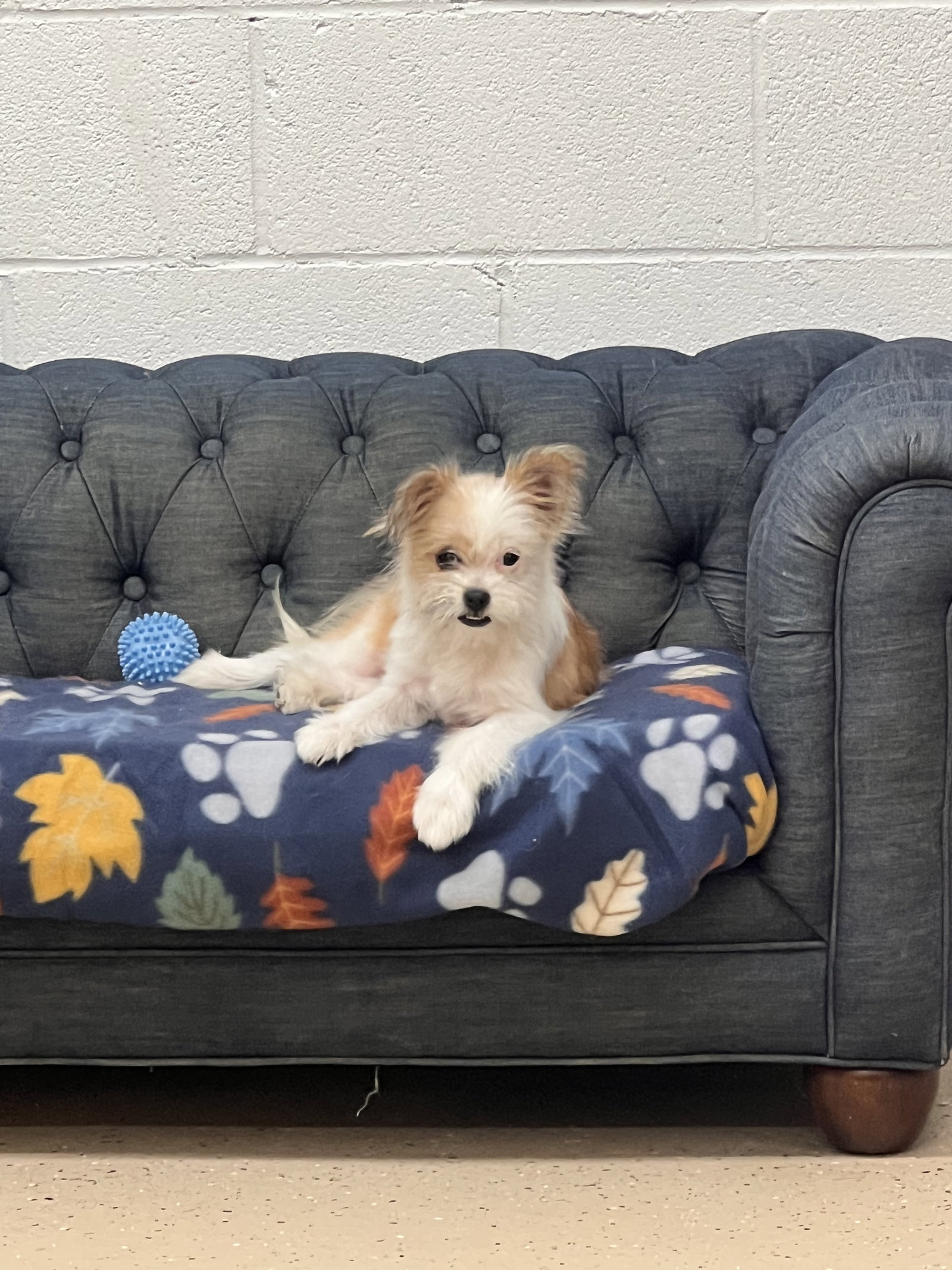 Maggie