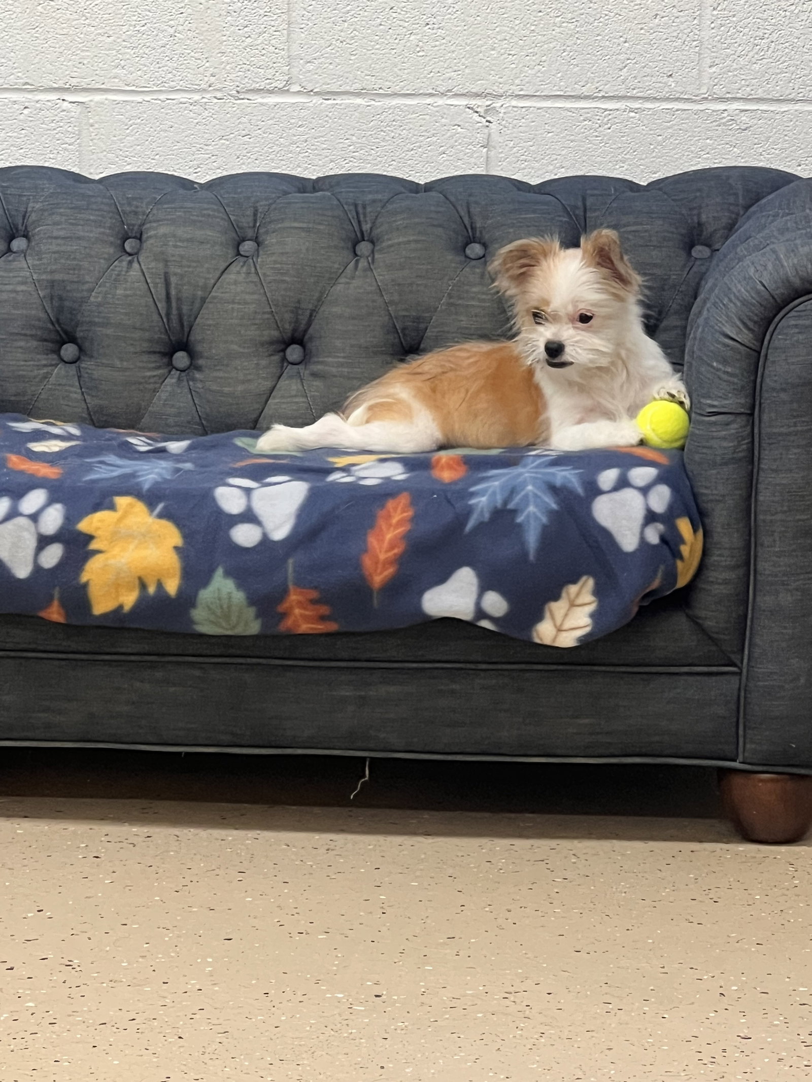 Maggie, photo 3