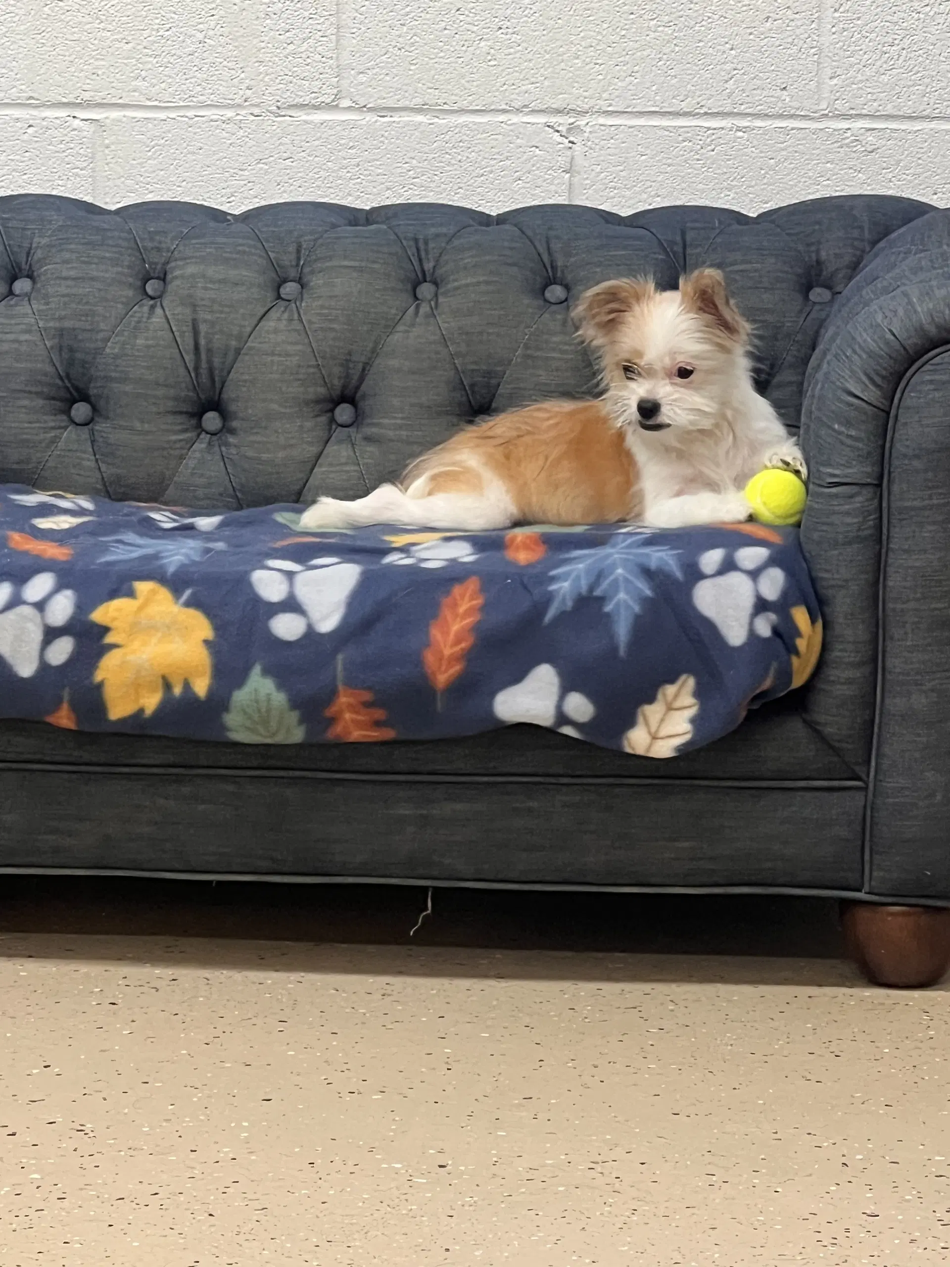 Maggie image 3