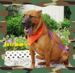 Buddy