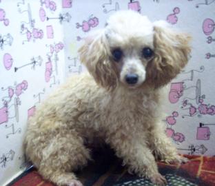 Ginger Poodle