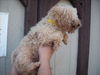 Ginger Poodle