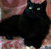Cleo-Patrick