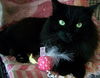 Cleo-Patrick