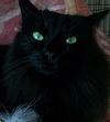Cleo-Patrick