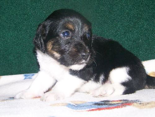 Zorro