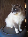 Yeti