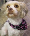 Lola