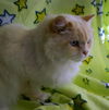 Jovi