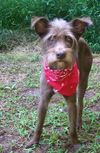 Buleu