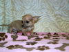 Andie