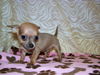 Andie