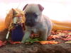 Cajun