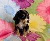 Brinkley