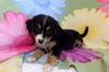 Brinkley