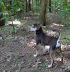 Monte