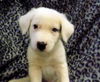 Brian Griffin