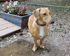 Bosley