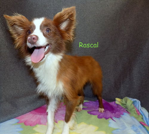 Rascal