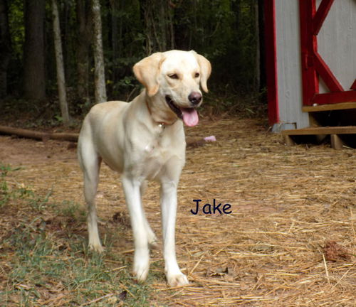 Jake