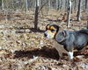 Bentley Beagle