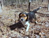 Bentley Beagle