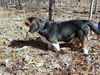 Bentley Beagle
