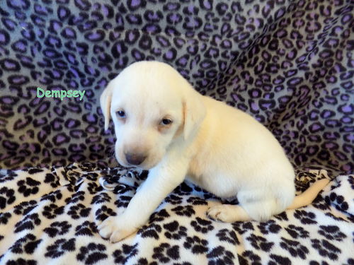 Dempsey