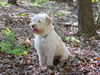 Benji
