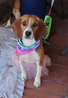 adoptable Dog in Tucson, AZ named Tika