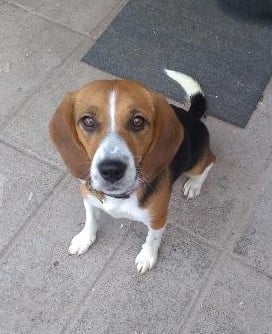 Tika
