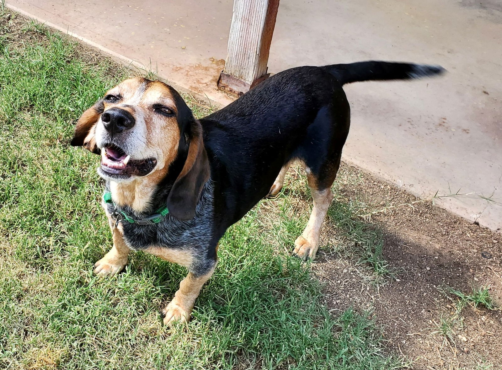 Dog for Adoption - Robbie, a Beagle in Tucson, AZ | Alpha Paw