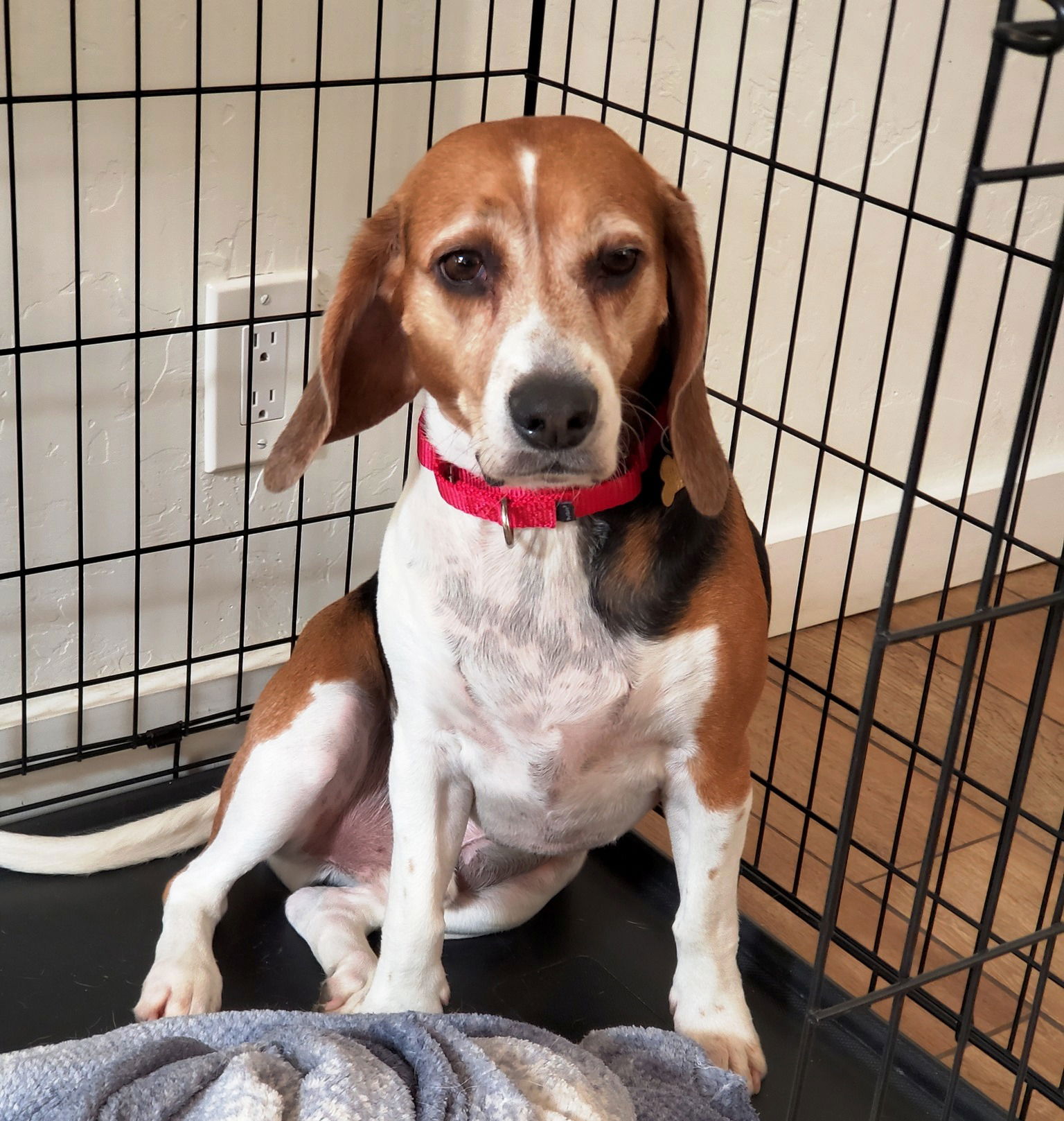 Dog for Adoption Scooter a Beagle in Green Valley AZ Alpha Paw