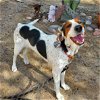 adoptable Dog in tucson, AZ named Paisley