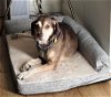 adoptable Dog in tucson, az, AZ named Jodie