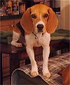adoptable Dog in tucson, AZ named Zeke