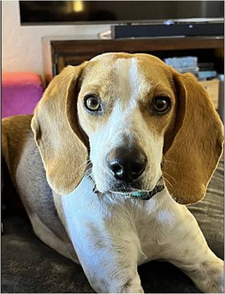 adoptable Dog in Tucson, AZ named Josephine (aka, Josie)