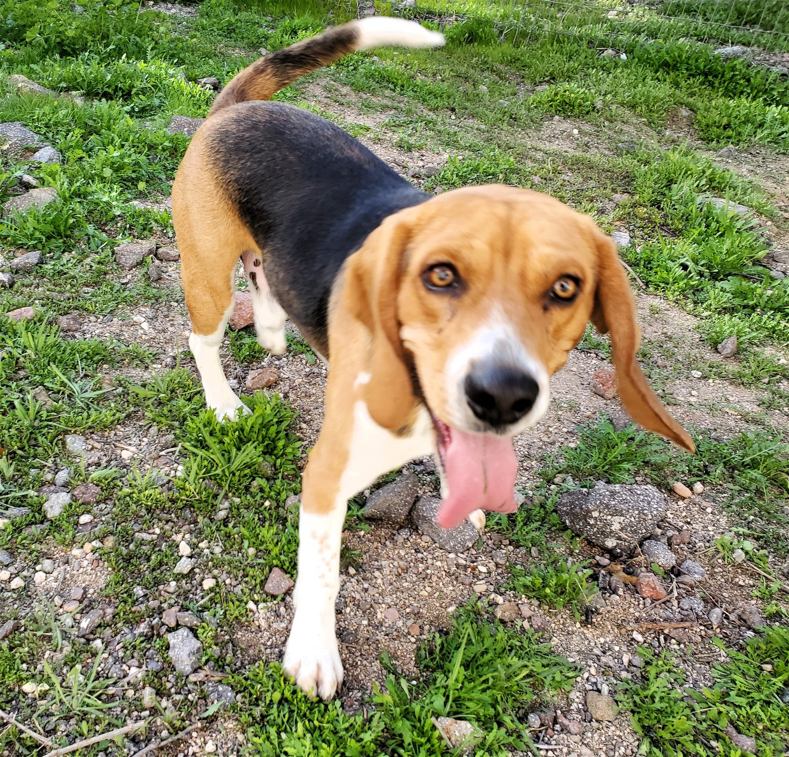 adoptable Dog in Tucson, AZ named Rocky