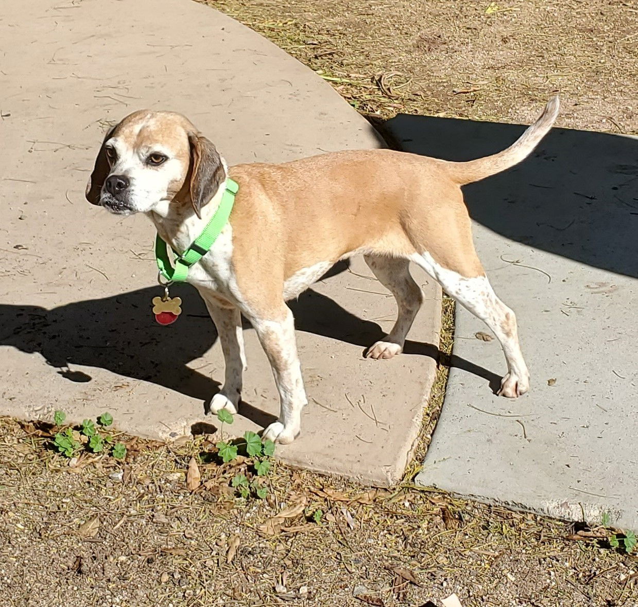 adoptable Dog in Tucson, AZ named Eve